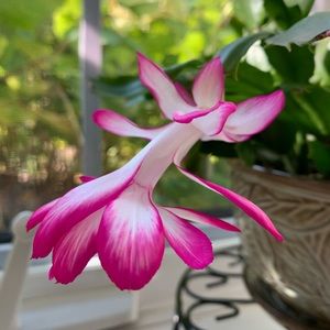 Meet your Posher, Marie